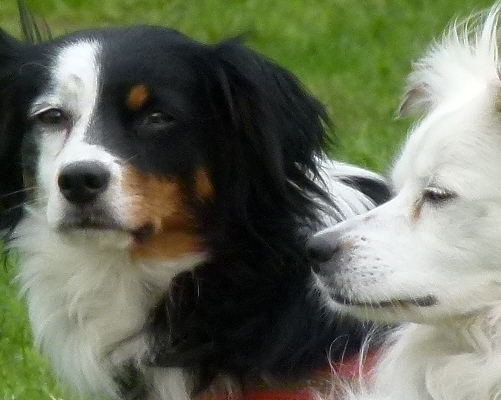 Partnersuche für menschen mit hund