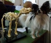 Bones und Cleo