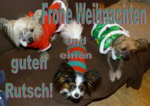 Der beste Freund des Menschen