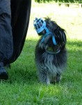 Verhaltensproblem Hund