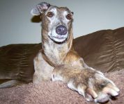 alleinbleiben hund