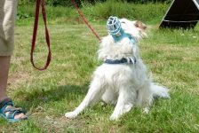 hundefuehrerscheinpruefung maulkorb