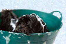 interview mit hundefrisör