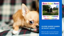 Kleine Hunde
