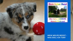 welpe beisst - was tun