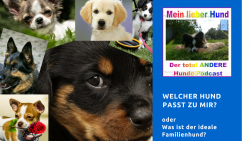 Welcher Hund passt zu mir