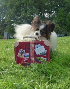 Tolle Tricks für kleine Hunde