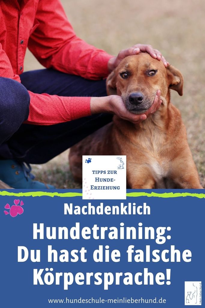 Falsche Körpersprache, oder was? Hundeschule Mein lieber Hund